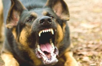 В Балакяне пастушья собака загрызла 83-летнего мужчину