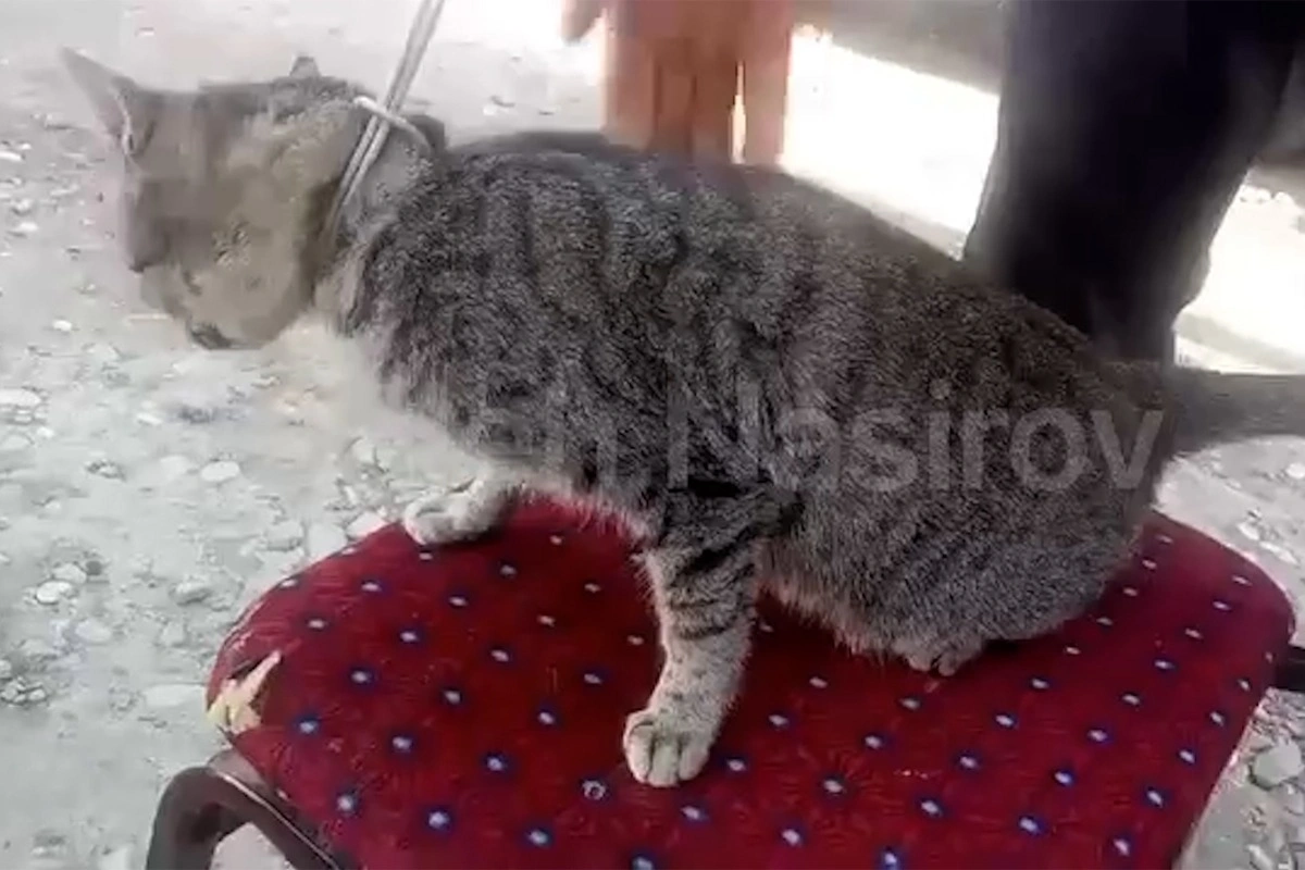 В Кюрдамирском районе мужчина повесил кошку