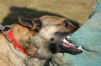 Şəkidə sahibsiz it iki nəfərə hücum etdi