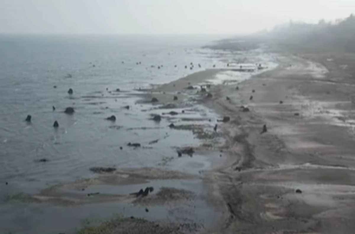 Отступающие воды Каспия раскрыли древний затонувший лес