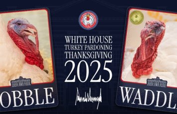 Трамп подарит жизнь двум индейкам