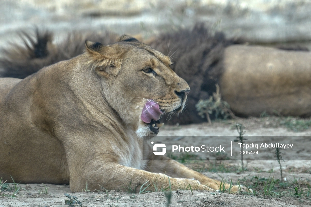 Трагедия в зоопарке Бразилии: львица растерзала парня, проникшего к ней в вольер-ВИДЕО