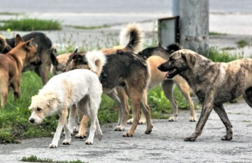 Masazırda sahibsiz it problemi: Valideynlər qorxu içində 