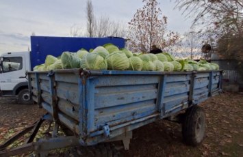Kələm bol, alıcı isə yox - Fermerlər çarəsizdir