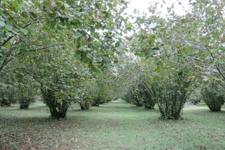 Zaqatalada kişi fındıq üstündə qardaşı arvadını dırmıqla yaraladı