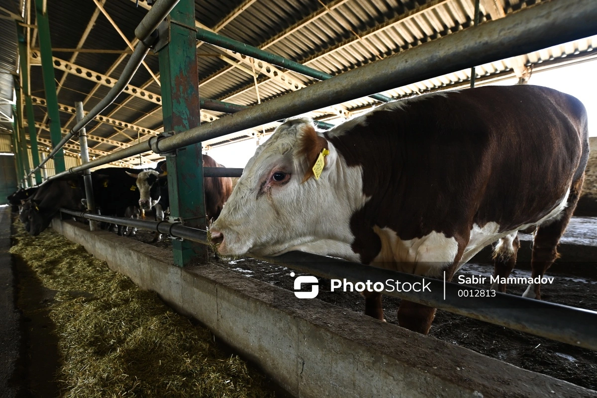 Азербайджан снял ограничения на транзит скота из Грузии