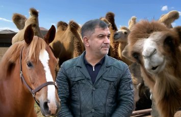 “Dəvə gözümün qabağında atı parçaladı” - Maştağa sakini dəvəçiliyi Qarabağda inkişaf etdirmək istəyir - FOTO+ÖZƏL