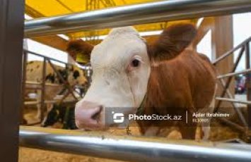 В Азербайджане могут отменить НДС на импорт животных для откорма