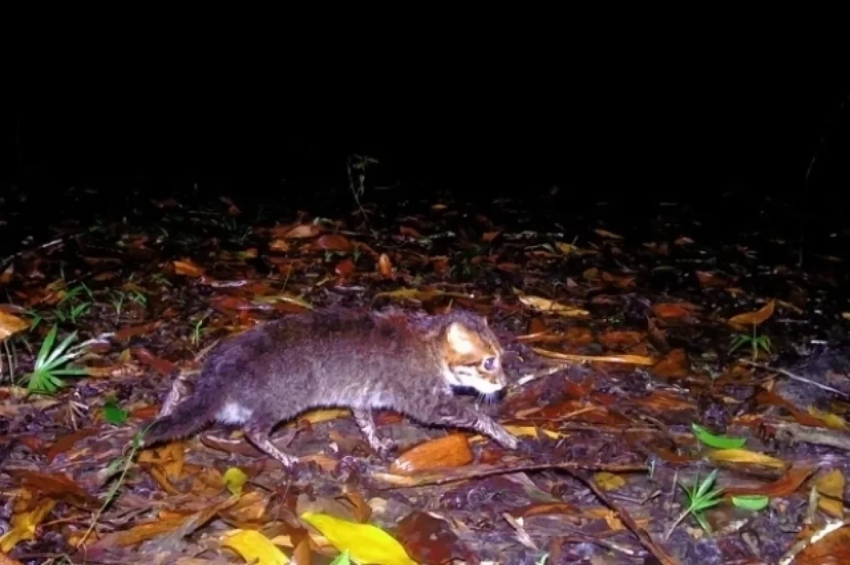 В Таиланде в фотоловушку попала дикая кошка, считавшаяся вымершей