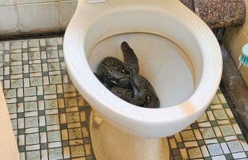 Oturduğu unitazdan nəhəng ilan çıxdı - VİDEO