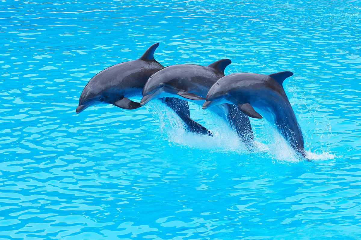 Стало известно, сколько Пентагон ежегодно тратит на боевых морских млекопитающих