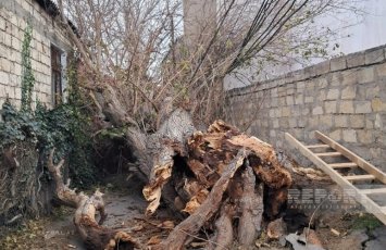 Сильный ветер в Баку повалил дерево на высоковольтную ЛЭП