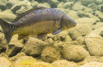 Çinlilər balığın genini dəyişdirib sümüksüz etdilər