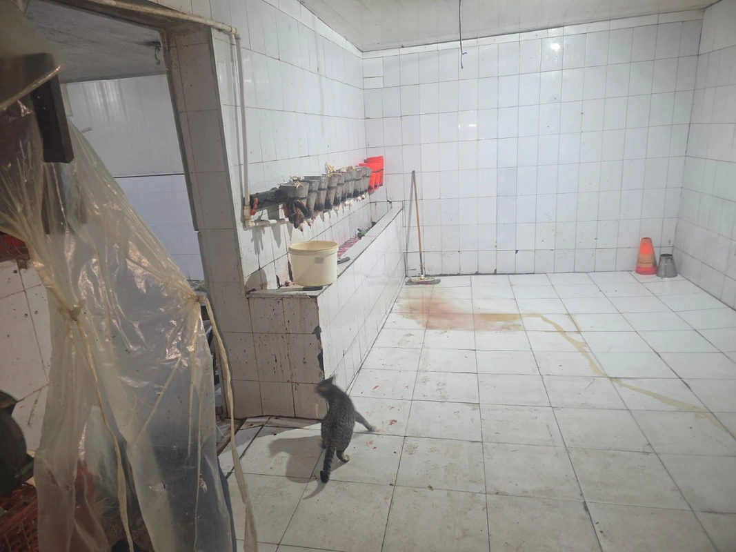 Masazırda qanunsuz fəaliyyət göstərən quş kəsimi sexi aşkarlanıb - VİDEO