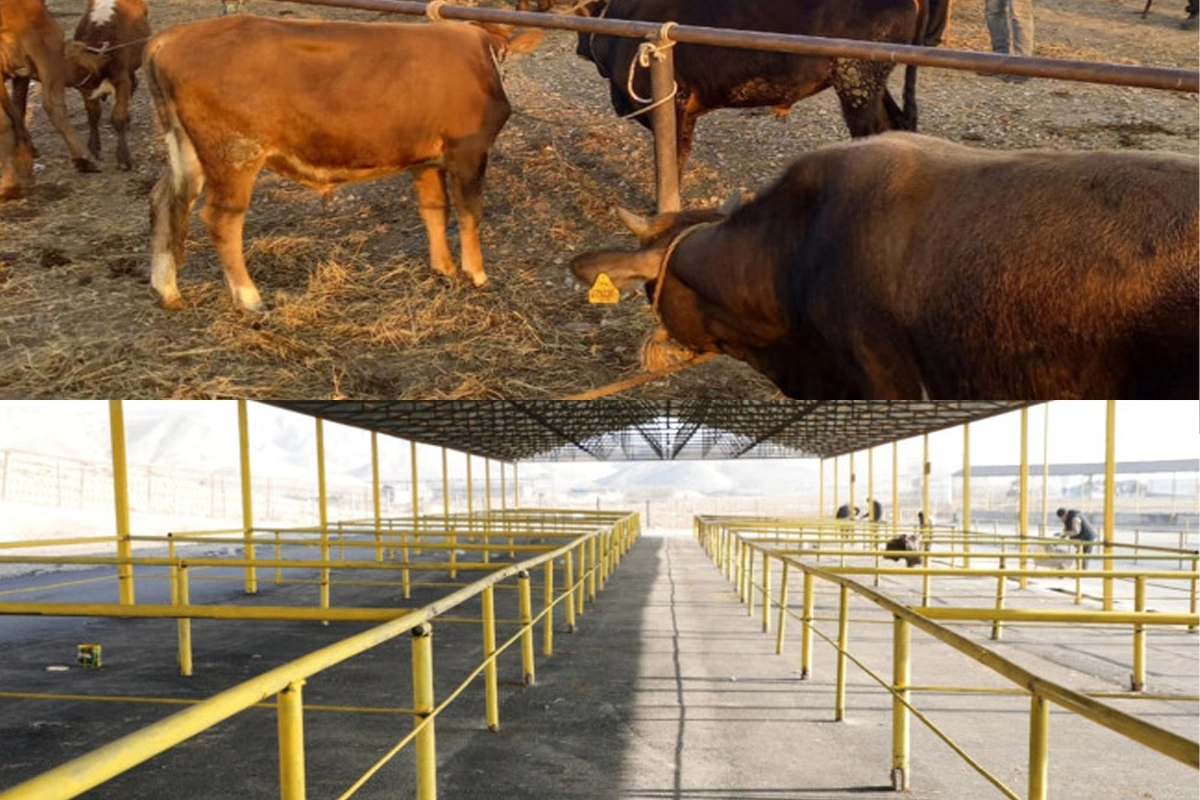 Şamaxı və Göyçay heyvan satışı bazarları FƏALİYYƏTƏ BAŞLADI