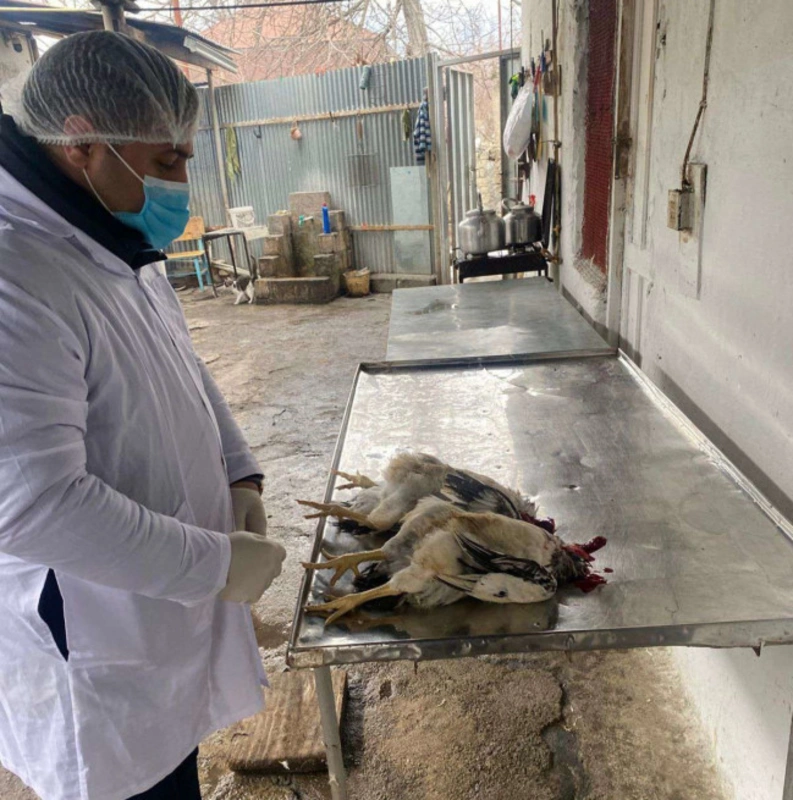 İsmayıllıda qanunsuz fəaliyyət göstərən quş kəsimi sexi aşkarlanıb