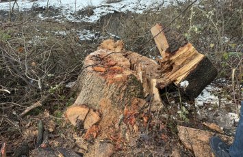 Oğuzda ağac kəsilməsinə görə cinayət işi başlanıb