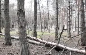 Biləcəridə meşə məhv olur, 8 aydır tədbir görən yoxdur - VİDEO