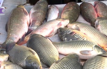 Azərbaycanda farelin qiyməti bahalaşdı - VİDEO