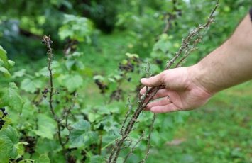 Həm yeyən, həm də əkən qazanır: Bu meyvə yeni gəlir mənbəyidir