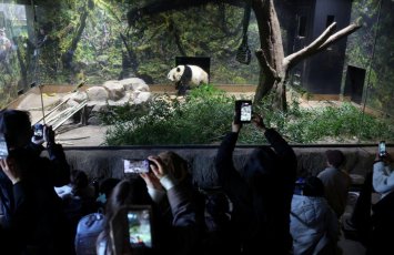 O pandaları görmək üçün zooparka axın edirlər