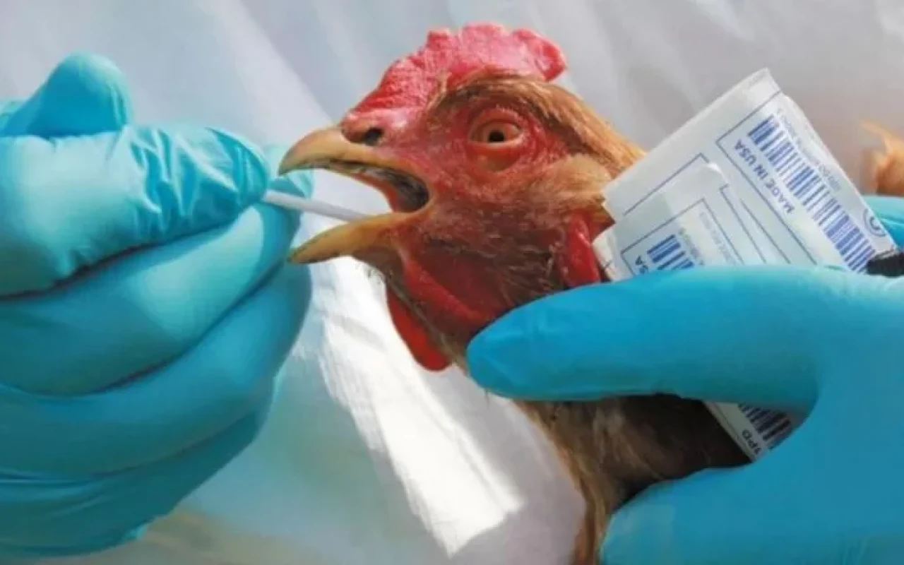 Azərbaycanda quş qripinə qarşı növbəti monitorinqlər keçiriləcək