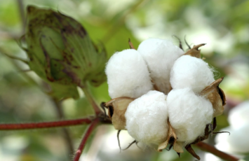 Azərbaycan ötən il pambıq ixracından 160 milyon dollardan çox gəlir əldə edib