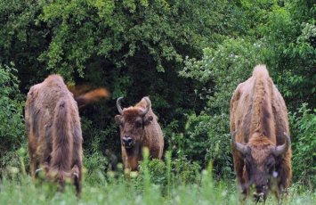 “Ölkə ərazisində nəsli kəsilməkdə olan zubrların sayı ildən-ilə artır” - FOTO+ÖZƏL