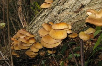 Нейросеть посоветовала японскому пенсионеру съесть ядовитые грибы