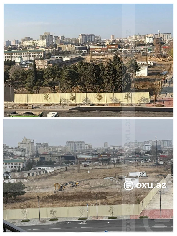 Массовая вырубка деревьев на территории Аг шехер в Баку: есть задержанные