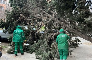 Külək Bakıda 19 ağacı sındırdı