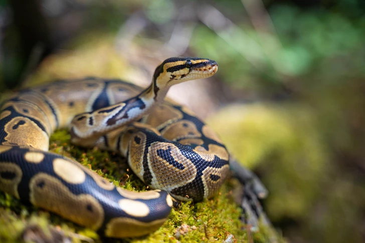 В Индонезии нашли самую длинную змею в мире