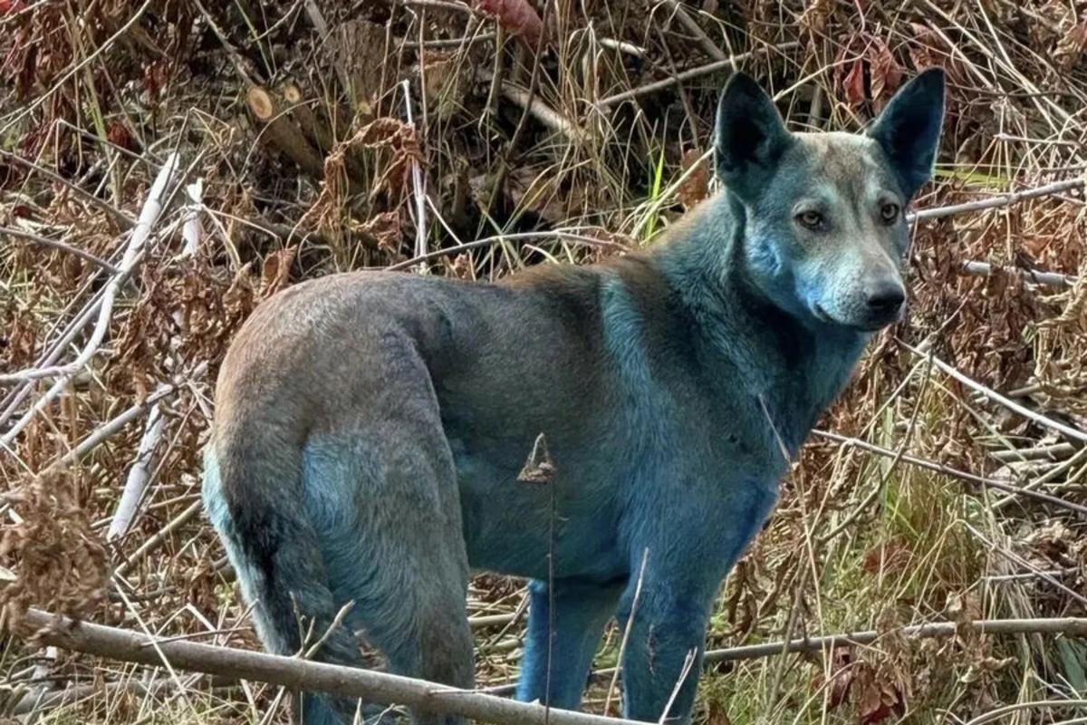 Ukraynadakı münaqişə itlərdə tərsinə təkamülə səbəb olub