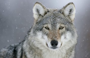 Впервые за век в Лос-Анджелес забрела волчица