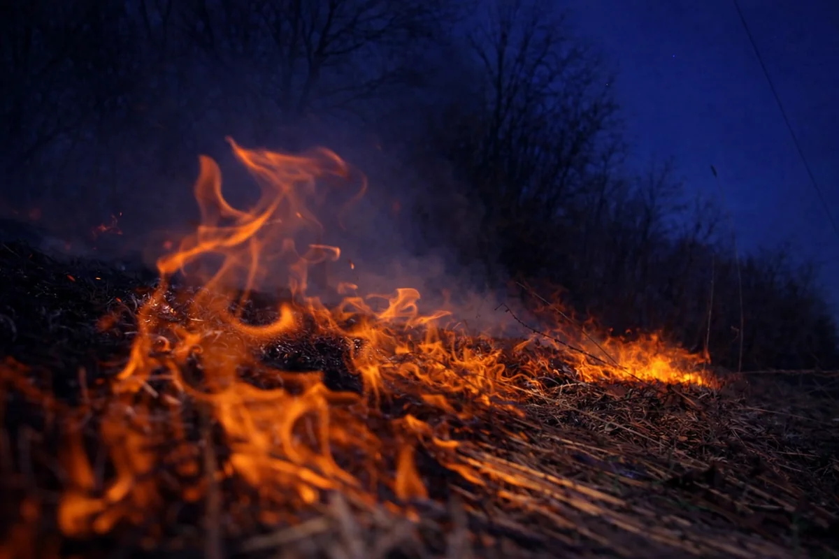 Yevlaxda meşəlik ərazidə yanğın başlayıb