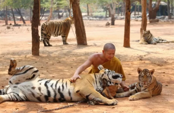 Tailandda ölümcül virus: 72 pələng öldü