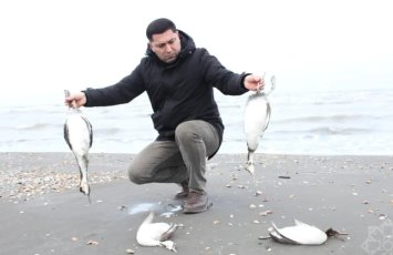 Sahil quş cəsədləri ilə doldu - Xəzər dənizində nə baş verir?