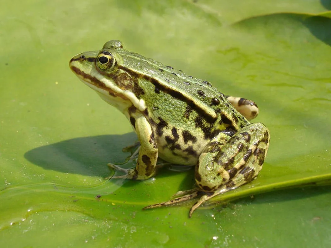 В Азербайджане вуз закупит 1500 лягушек