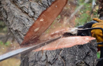 Bakı və Sumqayıtda yaşıllıqların qanunsuz kəsilməsi faktları aşkar olunub