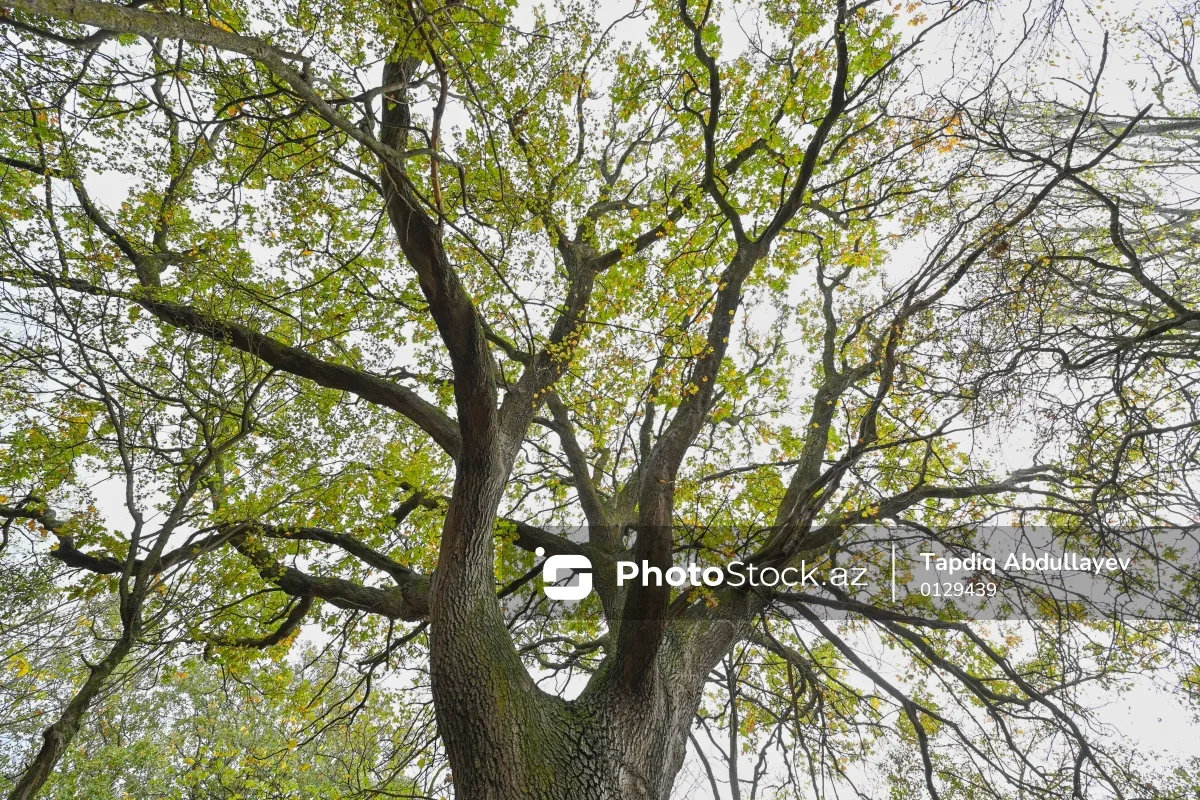 Bakıda 10 metrlik ağac bir gecədə yoxa çıxdı - FOTO