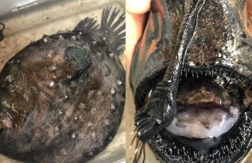 “Qiyamətin xəbərçisi” 1000 metr dərinlikdən sahilə çıxdı - FOTO