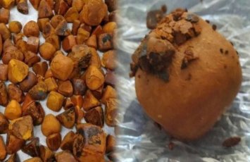 İnəkdən çıxan xəzinə: Tapan varlanır, qiyməti qızılı ikiqat üstələyir