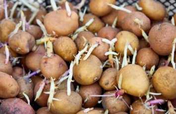 Tək vasitə ilə aylarla təzə qalacaq: Kartof xərclərinə son qoyan sirr