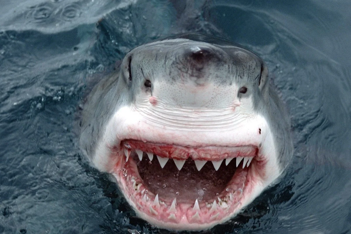 Ученые заявили, что акул как таковых не существует