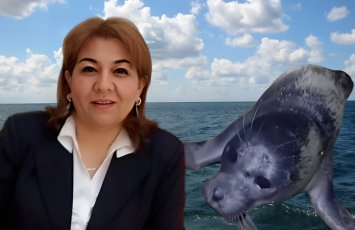 Şüvəlanda nadir hadisə-sahilə suiti çıxdı-ekoloqdan XƏBƏRDARLIQ: “Qırmızı kitab”-a düşməlidirlər”-FOTO+ÖZƏL