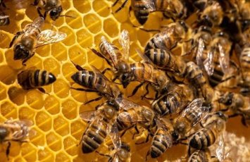 Azərbaycana təhlükəli arılar gətirilib- AÇIQLQMA