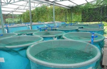 ФАО предложила Азербайджану разработать пятилетний план развития рыбного хозяйства