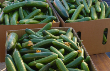 Hava şəraiti fermerləri çətin vəziyyətə salıb: Məhsul itkisi artır - VİDEO