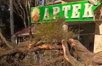 Mingəçevirdə ağac aşdı: Aptekə və avtomobilə ziyan dəydi