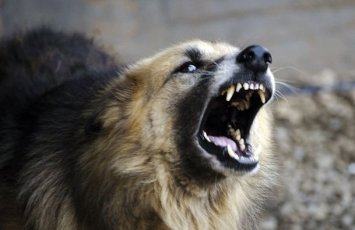 В Билясуваре жители пострадали от бездомных собак, власти обещали принять меры